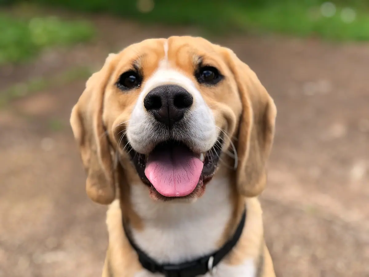 Dog Friendly Cottages in the Forest of Dean