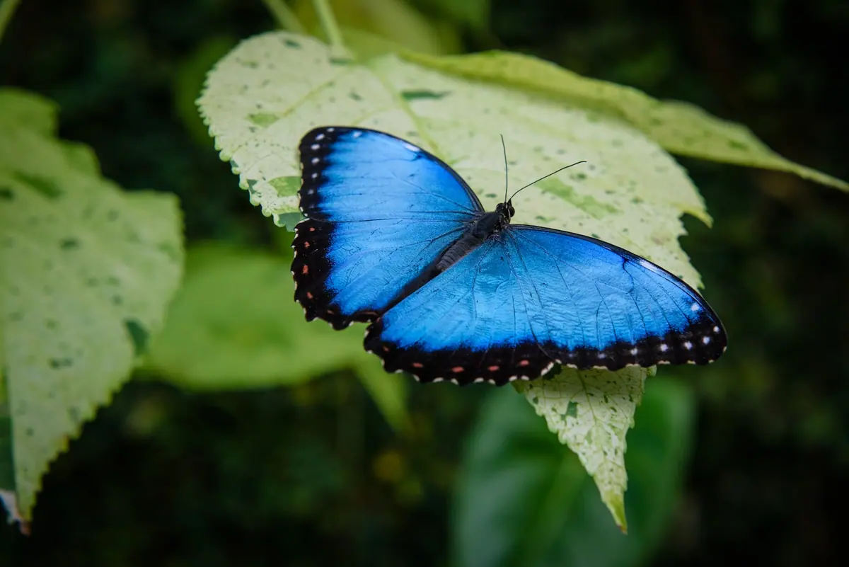 What is the Wye Valley Butterfly Zoo?