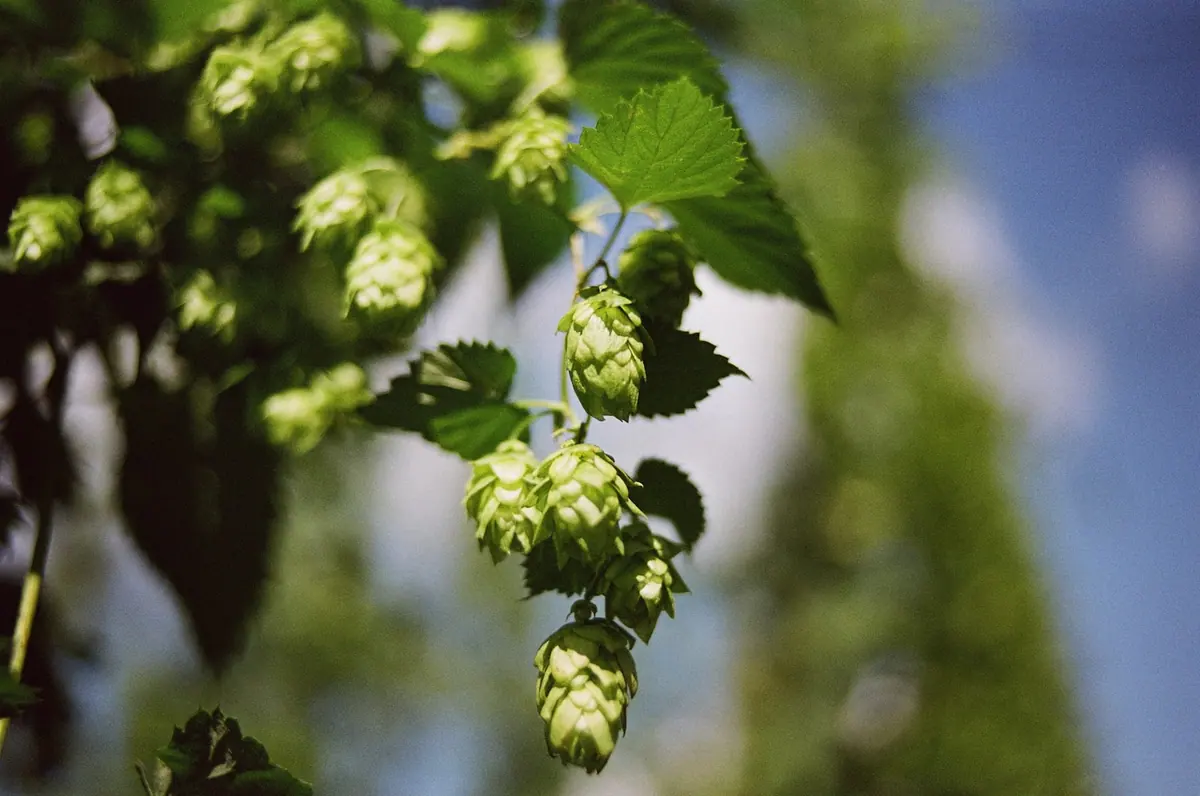 Wild Hop Walk and Hop Rubbing Session on Saturday 12th August 2023