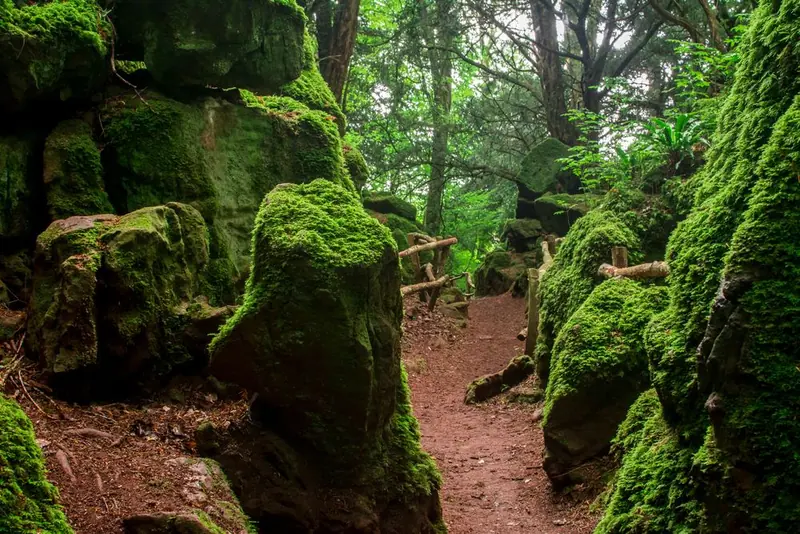 Forest of Dean