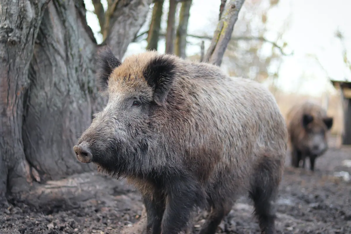 gray wild boar in forest of dean