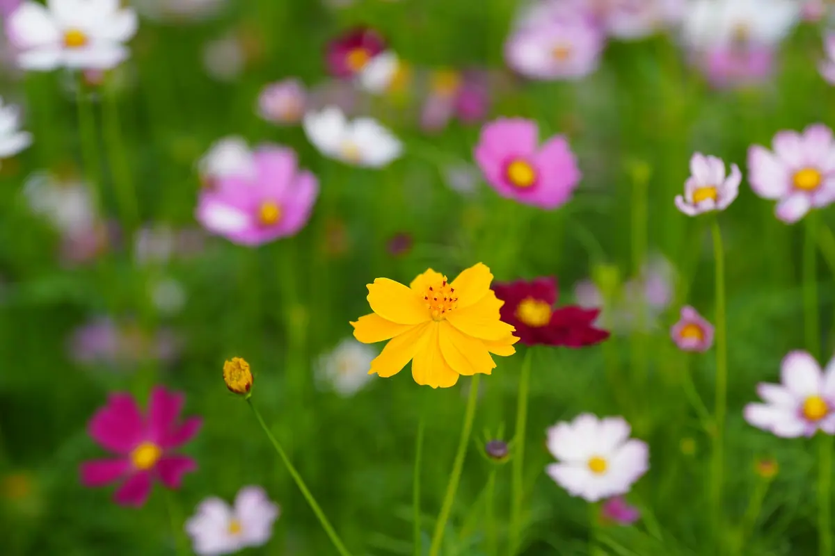 flowers in close up photography