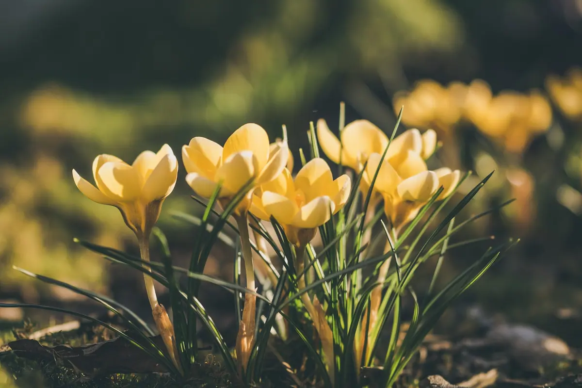 yellow flowers